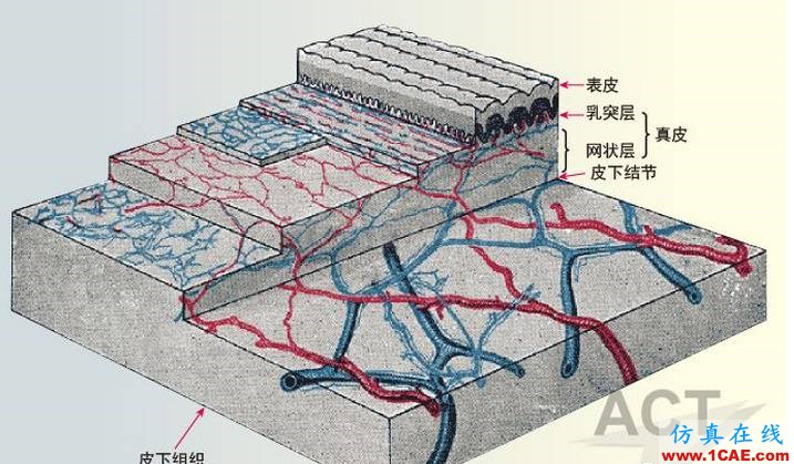 RF能量在医疗技术应用中的研究进展ansysem应用技术图片9