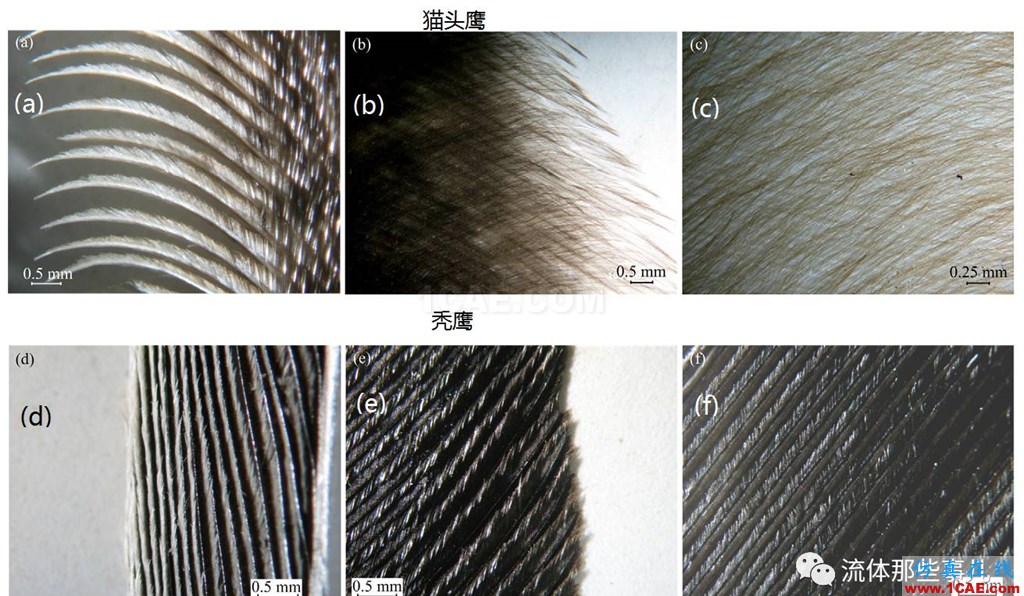 萌萌的猫头鹰背后的故事：寂静杀手让我们学到流体力学的秘密fluent培训的效果图片4