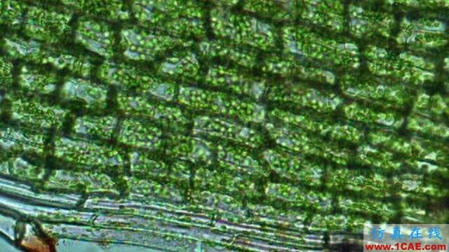 【资讯】强势围观！Science公布的125个科学前沿问题!图片104