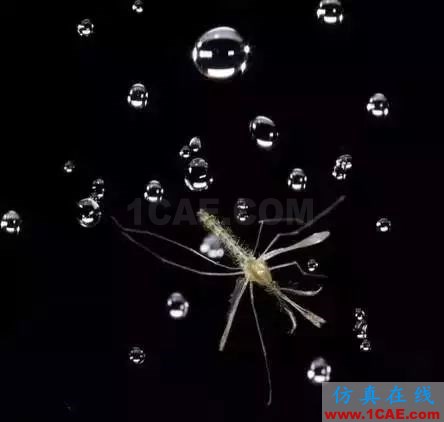 为什么蚊子永远不会被雨砸死？千万别被孩子问住了！fluent图片16