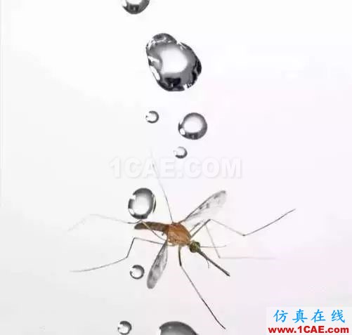 为什么蚊子永远不会被雨砸死？千万别被孩子问住了！fluent分析案例图片4